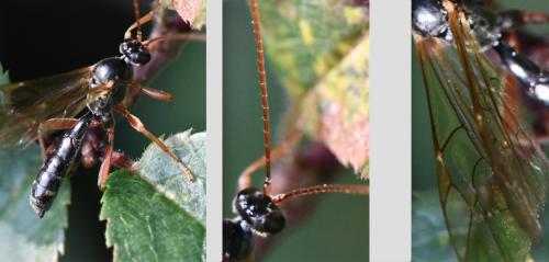 Réf. 293 267 : Dyspetes luteomarginatus